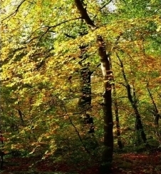 ผลิตภัณฑ์ใหม่: Hydroxypropyl tetrahydropyran triol (ละลายได้ในน้ำมัน)